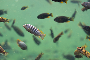 Striped tropical fish swimming gracefully in aquarium, a Photo by andreonegin market