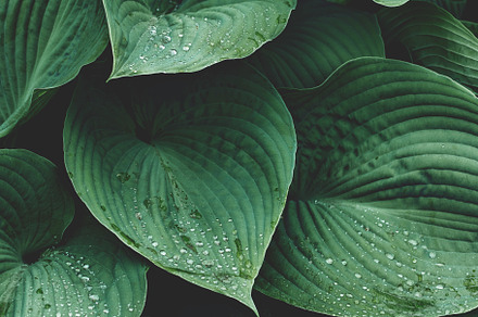 Lush Green Hosta Leaves