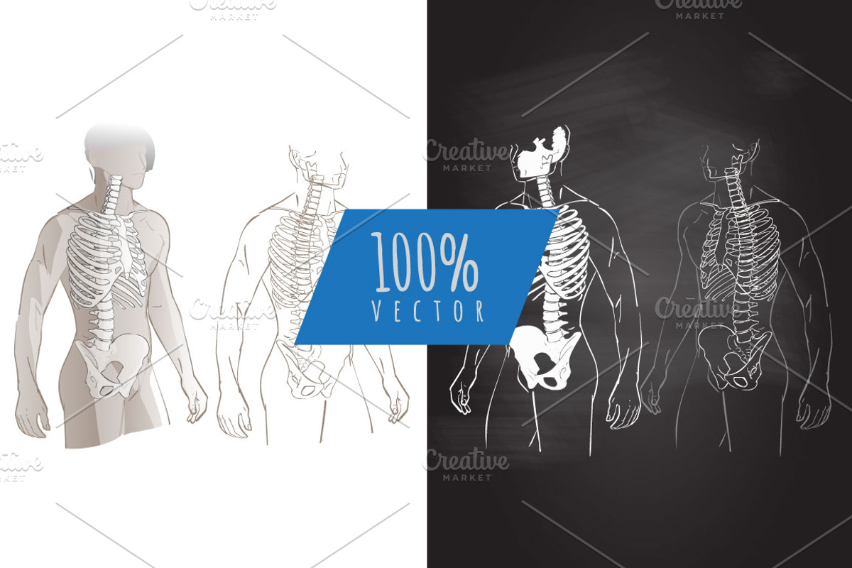 Anatomy Human Body skeleton vector, a Healthcare Illustration by Alltruecolours (Photo 2 of 4)