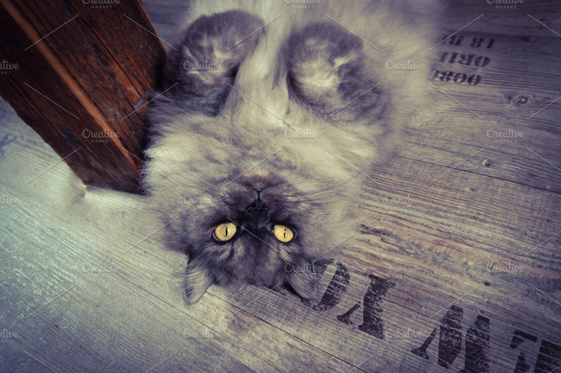 Cat Stock Photo