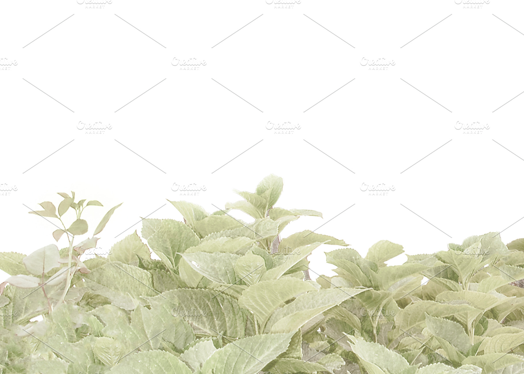 Blank background with plants photo at bottom, a Background Photo by DanFLCreativo