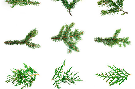 Fir branch white isolated, a Nature Photo by Deyan Georgiev