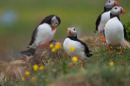 Close up of puffin bird or Fratercula in Iceland in summer seaso