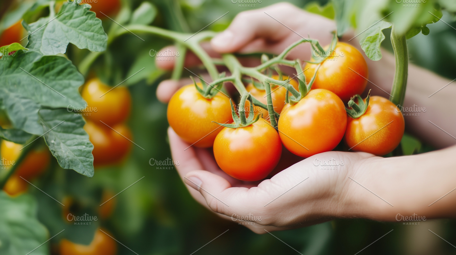 Hands holds ripe cherry tomatoes on, a Food & Drink Photo by MistyDay