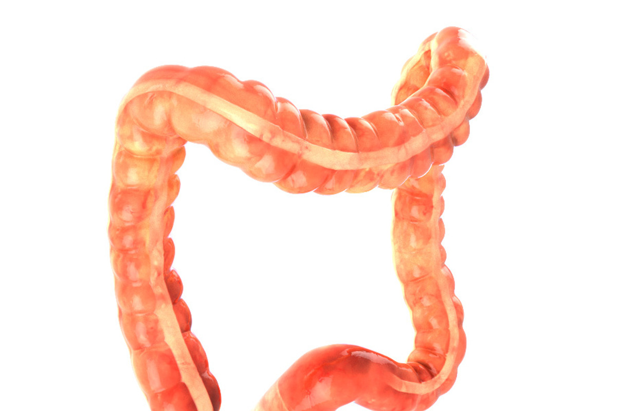 Human colon. Animated, a Characters & Person 3D Model by konstantin.ermolaev (Photo 2 of 6)