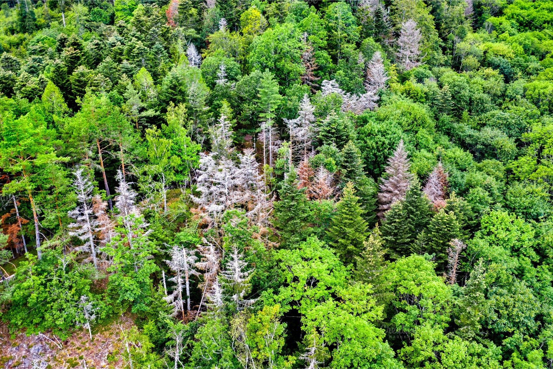 Aerial view of trees in the vosges containing forest, france, and, a Nature Photo by Leonid Andronov