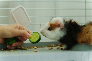 Gentle hand offers a crisp slice of, an Animal Photo by darksoul72
