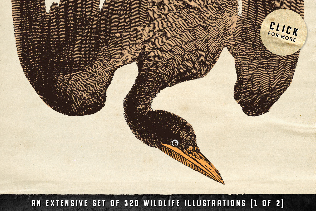 The Vintage Graphics Design Pack, a Decorative Illustration by Century Library (Photo 8 of 14)