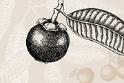 Superfoods: Fruit & Nuts Vector Set, a Food Illustration by Yevheniia (Thumbnail 10 of 11)