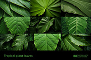 Tropical leaves. 38 images, a Decorative Illustration by Handmadefont (Thumbnail 2 of 10)