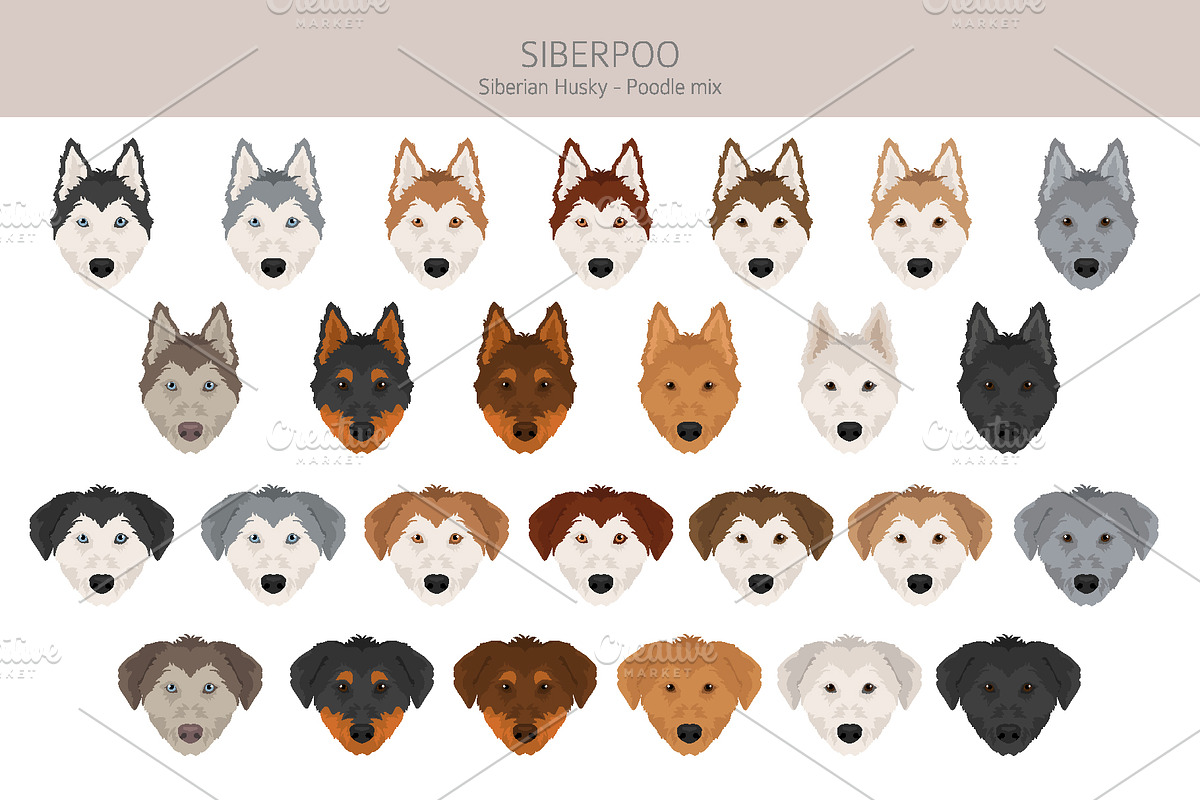 Siberpoo (Siberian Husky Poodle mix), an Animal Illustration by pet design shop (Photo 5 of 6)