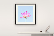 Pink Lotus Flower Wall Art, a Wallpaper Photo by VietArtworks (Thumbnail 2 of 6)