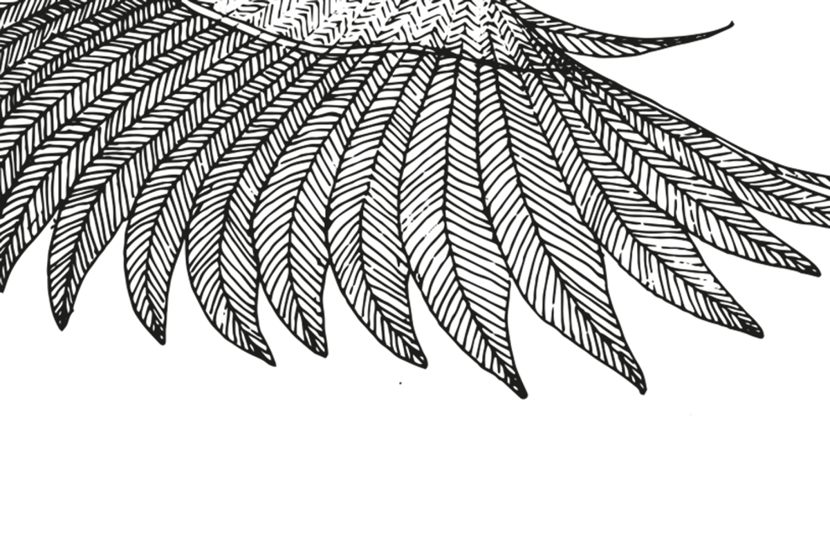 Cyanistes caeruleus, an Animal Illustration by Stefania Matteazzi (Photo 2 of 3)