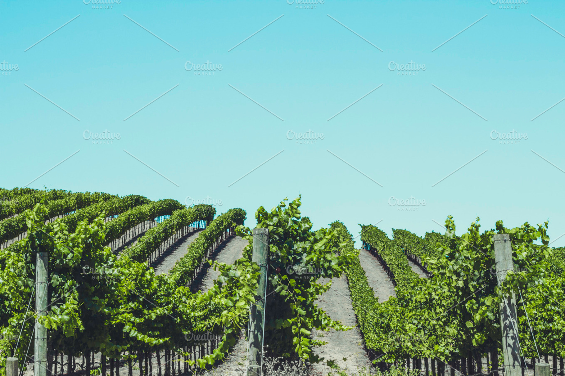 Vineyards Of Napa Valley 4 Stock Photo Containing Vineyards And Vine