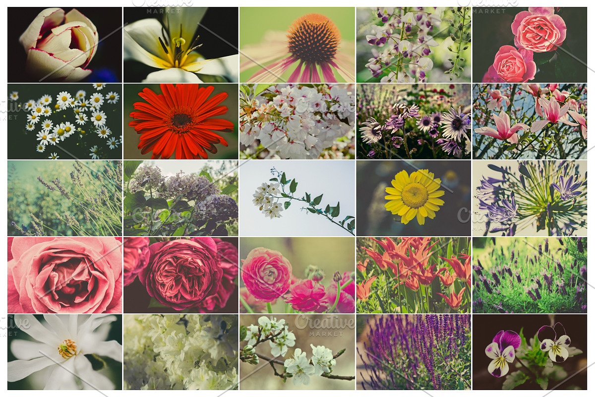 THE FLORAL COLLECTION iseeyouphoto, a Nature Photo by ISEEYOUPATTERN (Photo 5 of 5)