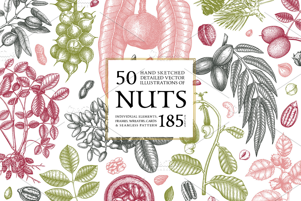 Nuts Hand-Drawn Vector Illustrations, a Food Illustration by Yevheniia (Photo 1 of 15)