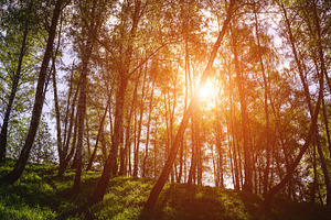 Sunlight filtering through the tall birch trees in a lush green, a Nature Photo by Eugene_Photo