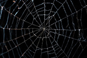 Spider Web Overlay Bundle, a Background Photo by M9 Design (Thumbnail 10 of 10)