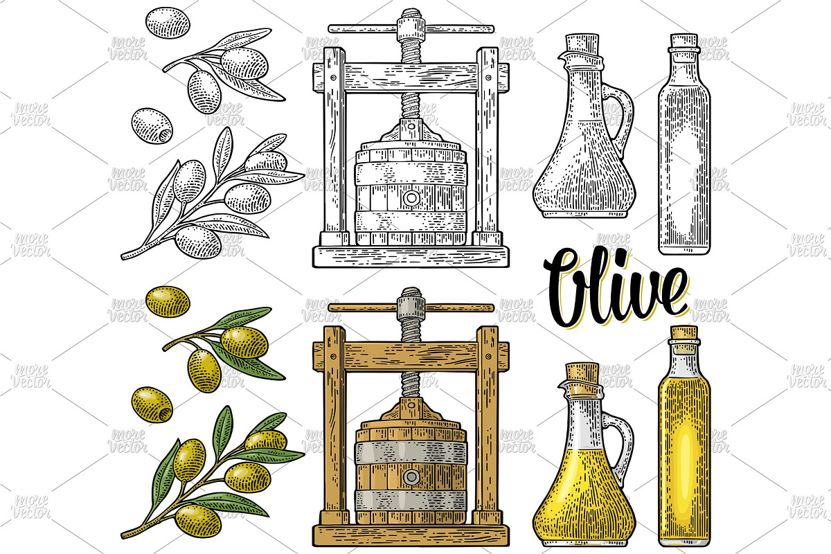 olive oil making engrave, a Food Illustration by MoreVector (Photo 1 of 3)