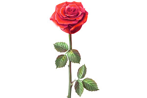 Single Stem Red Rose Illustration