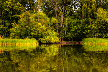 Canal bank with lush vegetation of trees and reeds in Djurgarden Island in Stoc