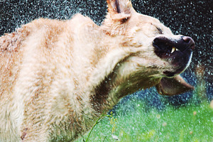 Labrador retriever shaking off water, an Animal Photo by BOOCYS