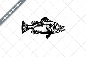 Saltwater Barramundi Side View SVG