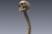 Human skeleton rigged, a Characters & Person 3D Model by konstantin.ermolaev (Thumbnail 9 of 27)