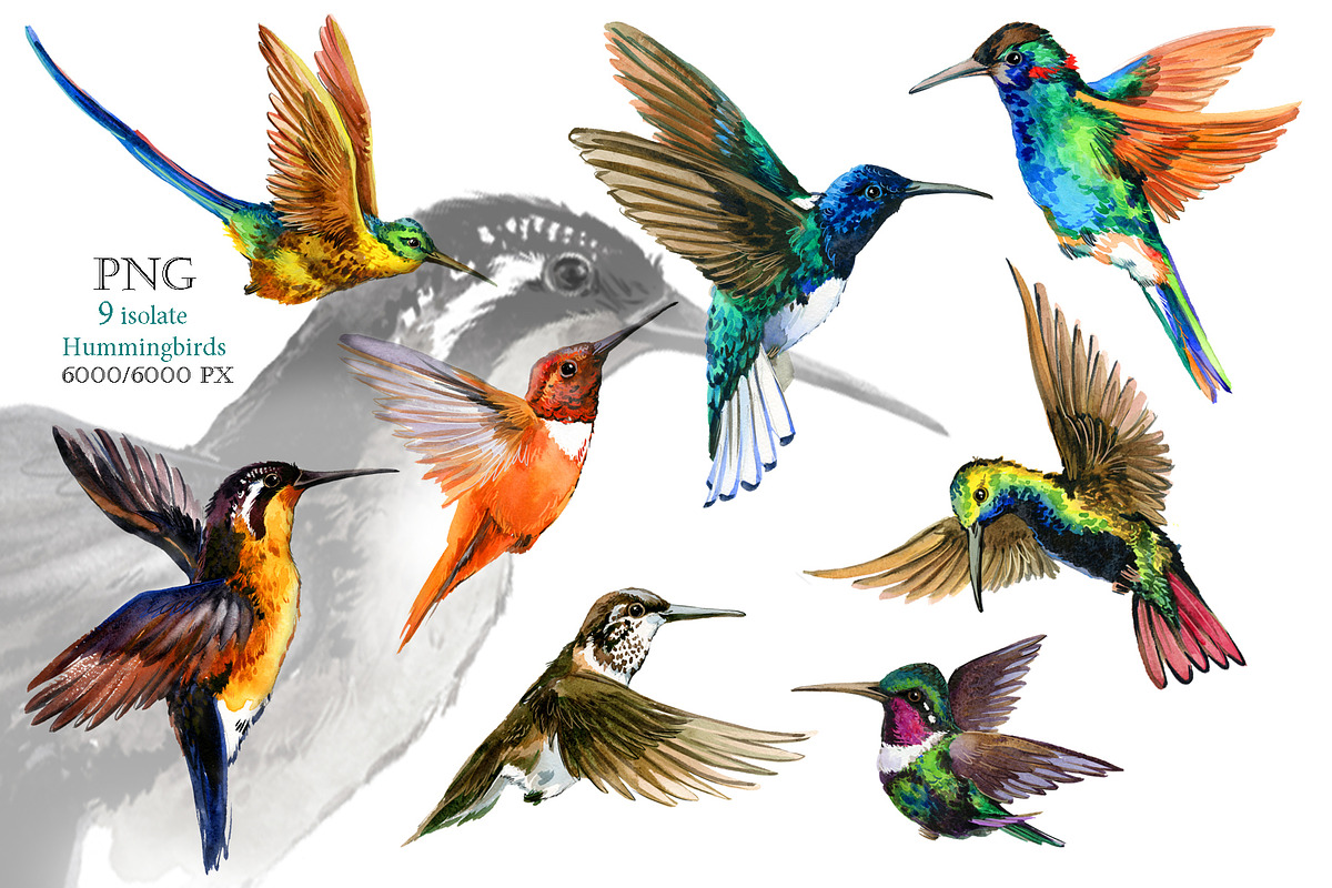 Watercolor Tropical plant & Bird, an Object Graphic by FineArt (Photo 3 of 22)