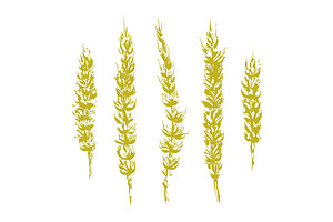 Vector Rough Wheat Illustrations