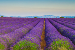 Majestic purple lavender plantation, a Wallpaper Photo by Alpine Dreams