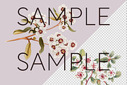 Fragonia Australian Floral Clipart, a Decorative Illustration by Pawcasso's Portraits (Thumbnail 2 of 6)