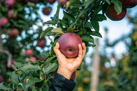 Apple Picking