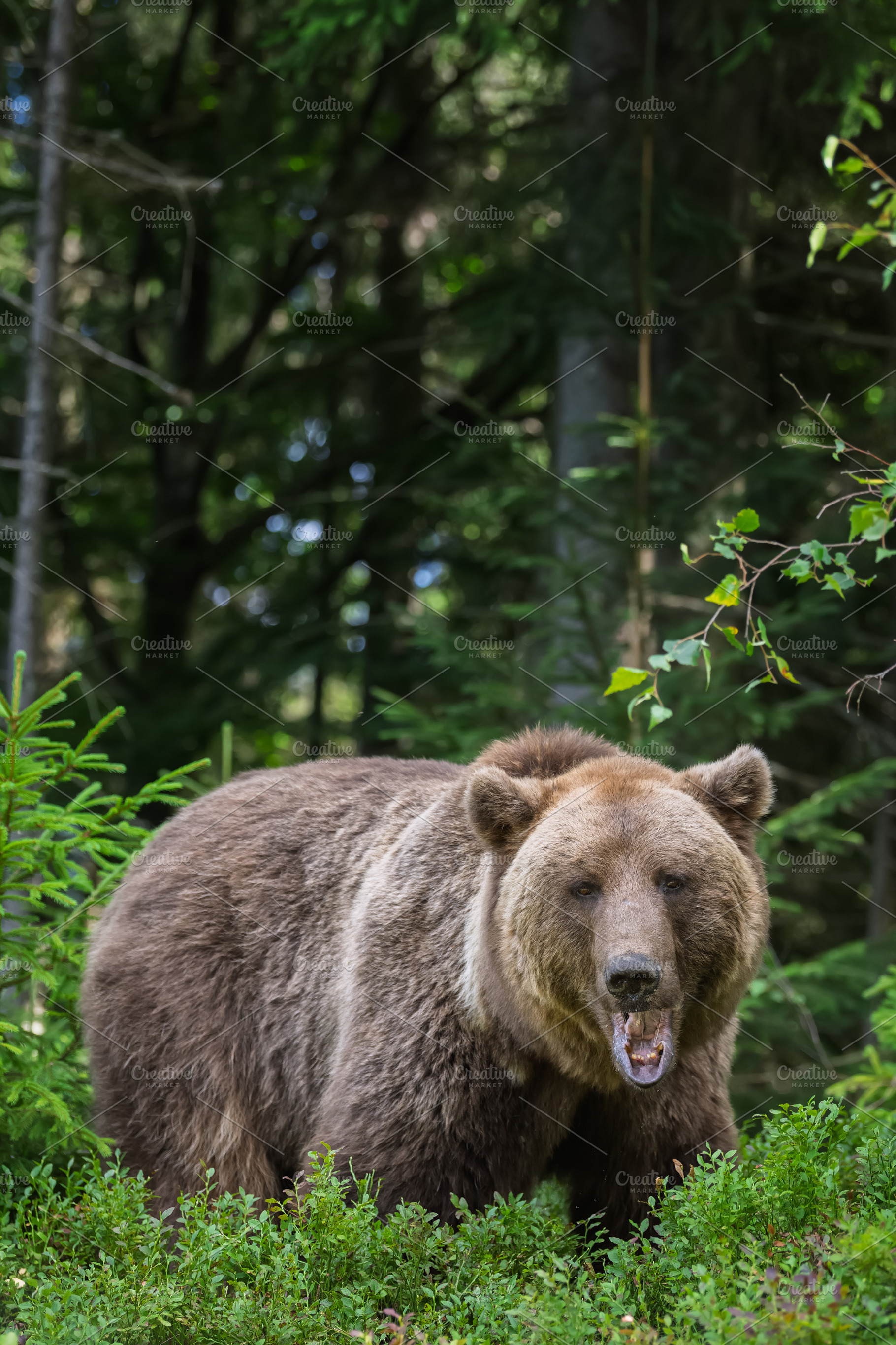 Brown bear, an Animal Photo by Byrdyak