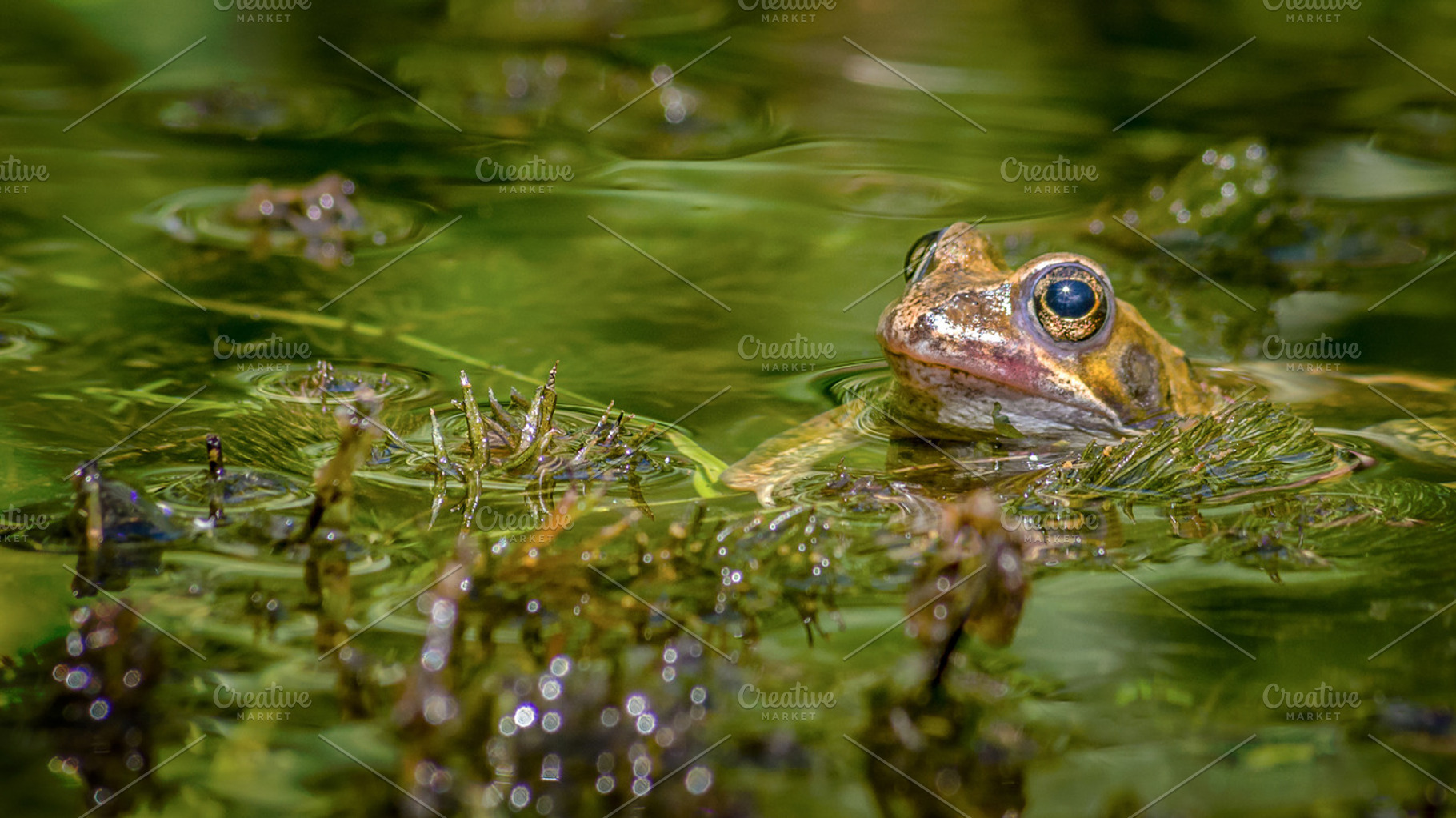 The Toad, an Animal Photo by Shoey Photography
