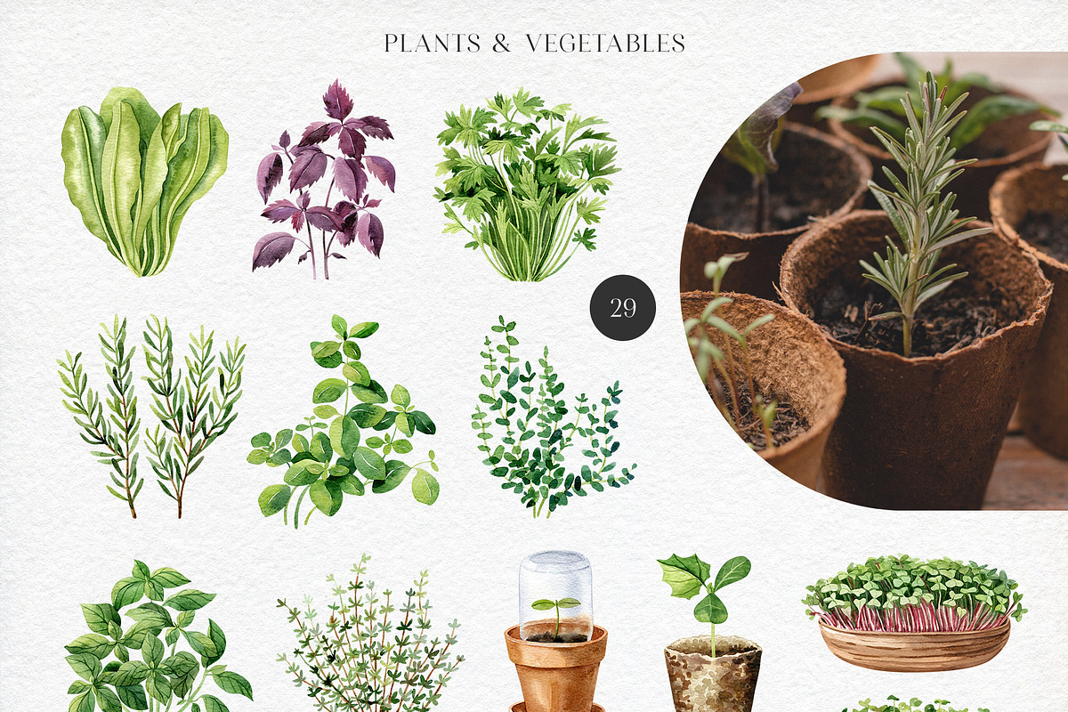 Home Garden watercolor collection, an Illustration by Natalia Fedorova (Photo 4 of 10)