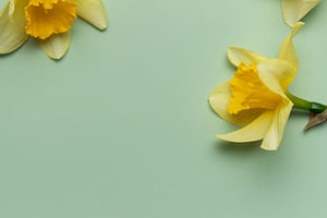 Daffodils creating a border on pastel green background, a Nature Photo by Olena Rudo