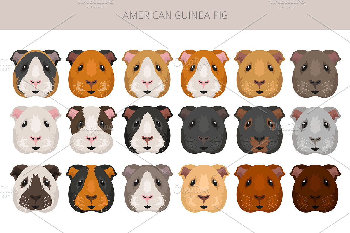 American Guinea Pig clipart, an Animal Illustration by pet design shop (Photo 3 of 5)