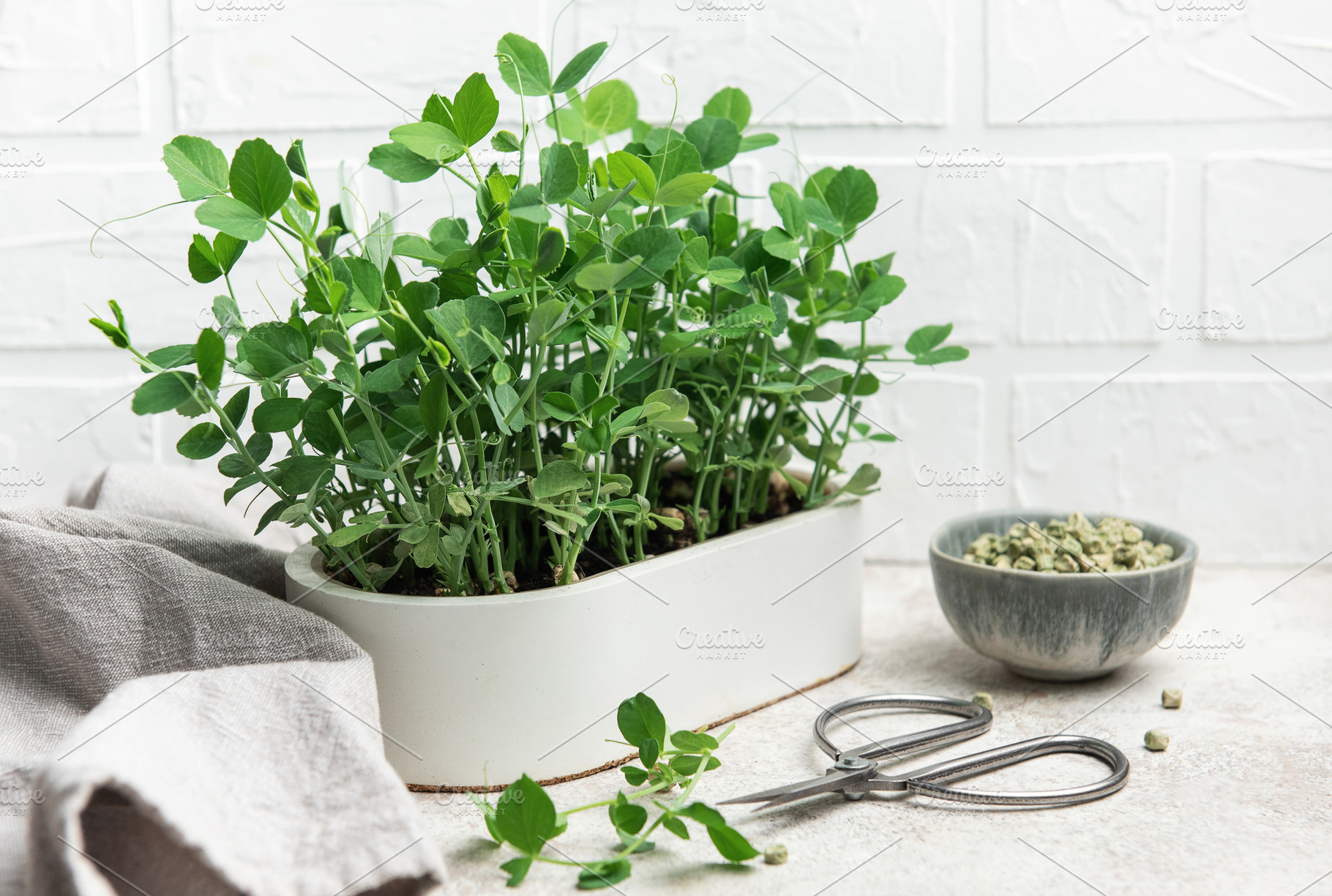 Fresh pea microgreens growing in white pot on kitchen table, a Food & Drink Photo by Olena Rudo