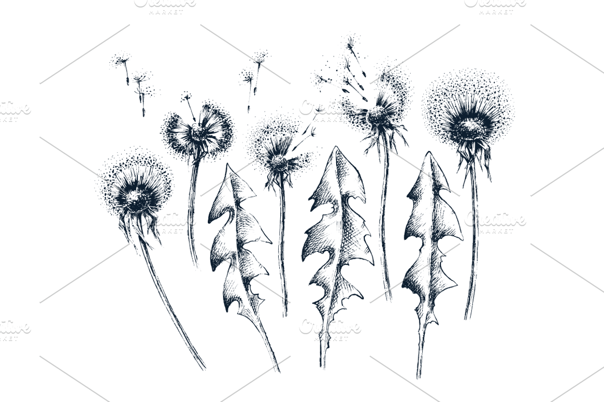 Hand drawn isolated flowers set, an Object Graphic by SpaceNymph (Photo 3 of 5)