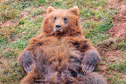 Cute bear (vertical), a Background Photo by Perpis