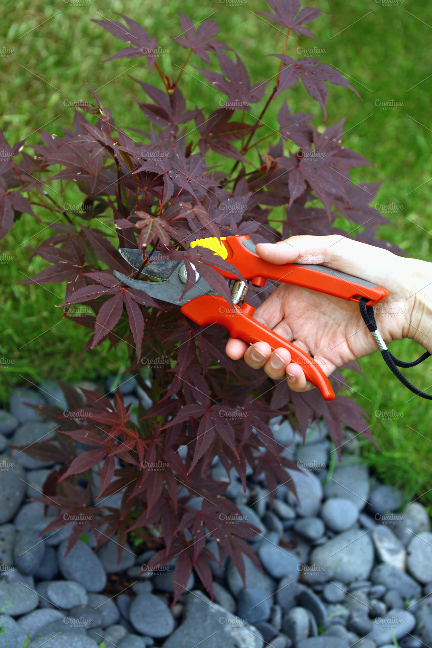 Pruning young tree, a Person Photo by BOOCYS