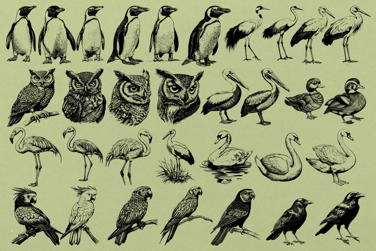 330 ZOO Animals vector illustrations, an Animal Illustration by Nocturnal Wolf (Photo 9 of 18)