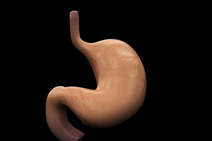 Human Stomach