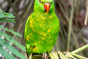 Green lorikeet perched among tropical leaves on Kangaroo Island,