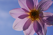 Flower & Garden Collection 15 photos, a Nature Photo by Silent Nature (Thumbnail 9 of 14)