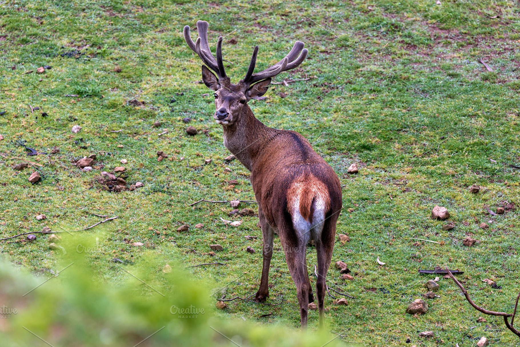 Buck with growing antlers on a natur, a Photo by Perpis
