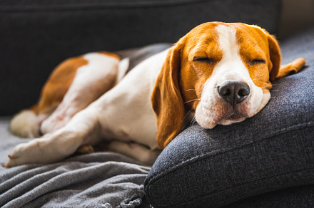 Adorable beagle hound in bright stock photo containing background and dog, an Animal Photo by MadPhotos