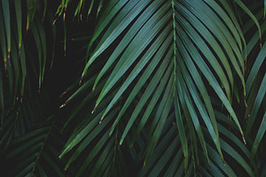 Low Key Palm Leaves Portrait