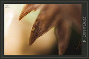 Organic 4 | 20 Botanical Photos, a Nature Photo by Melanie Helena (Thumbnail 21 of 21)